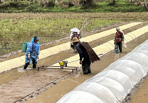 专业合作社员工用机械播种。通讯员 谭万玲 摄