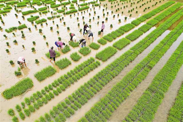 合川：水稻试验品种开始插秧