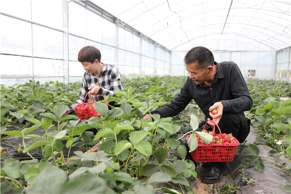1游客采摘草莓。记者 陈小娅 吴迎花 摄