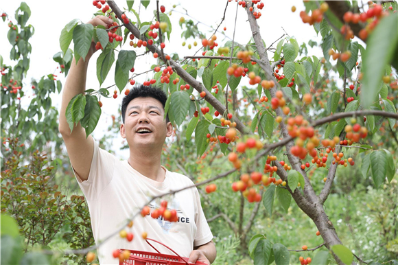 2游客采摘樱桃。记者 陈小娅 吴迎花 摄