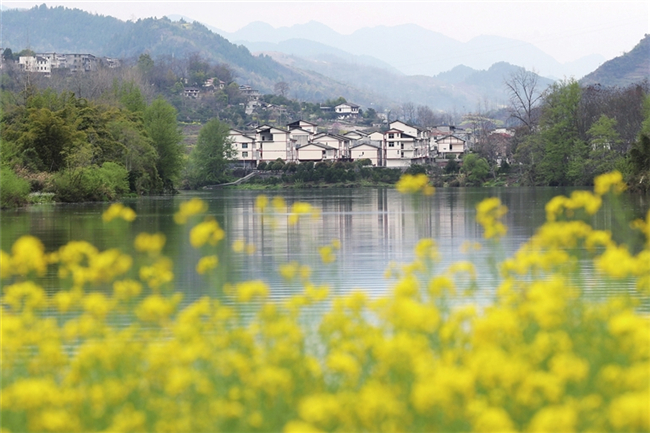 Houses in a rich green, Ganjiaba, Zhuoshui Town. (Photographed by Yang Min)