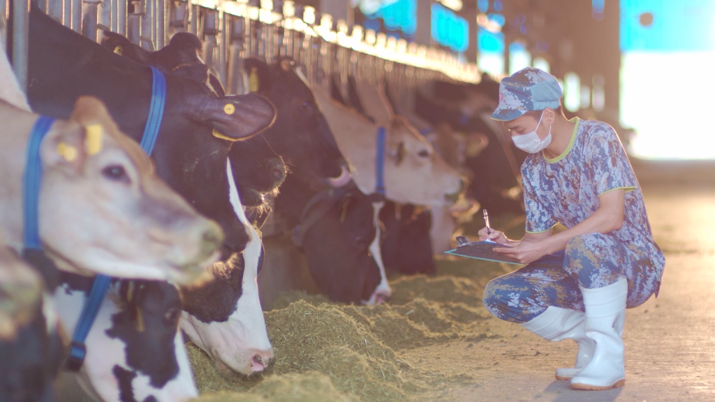 天友乳业牧场工作人员观察奶牛生长情况