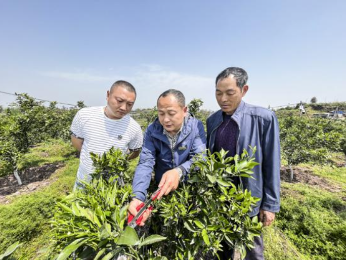 刘君成（中）开展柑橘管护技术指导。记者 廖国颖 供图