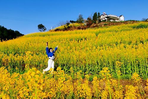 香山油菜