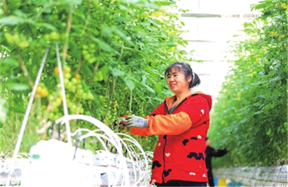 近日，重庆数谷农场，工人在番茄工厂对无土栽培的小西红柿进行修枝去叶。
