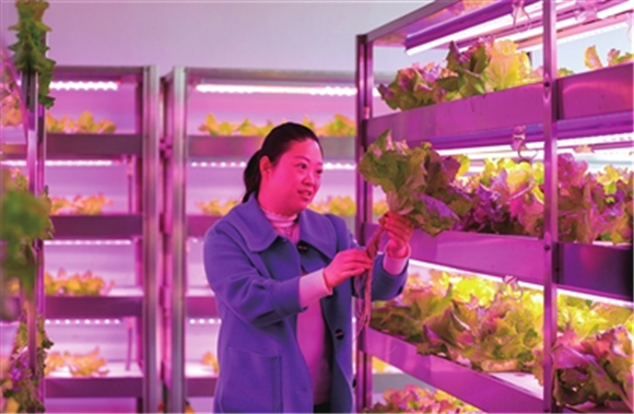 近日，重庆数谷农场，工人在植物灯光工厂观察蔬菜的生长情况。