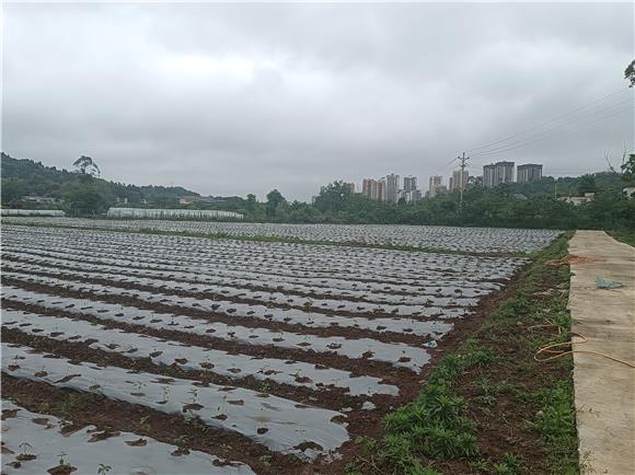 大足区和平村公路边乡娄娄蔬菜基地里栽种的海椒。特约通讯员 蒋文友 摄