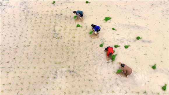 合作社社员在水田里栽秧苗。通讯员 陈仕川 摄