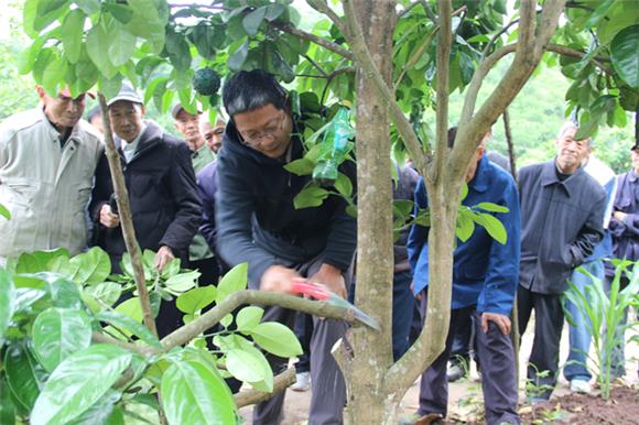 科技特派员向种植大户示范红心柚树修枝技术。通讯员 李达元 摄