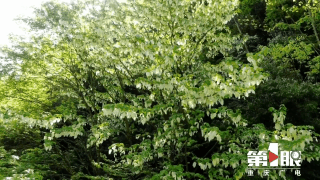 城口野生珙桐成片绽放 朵朵“白鸽”风中摇曳7