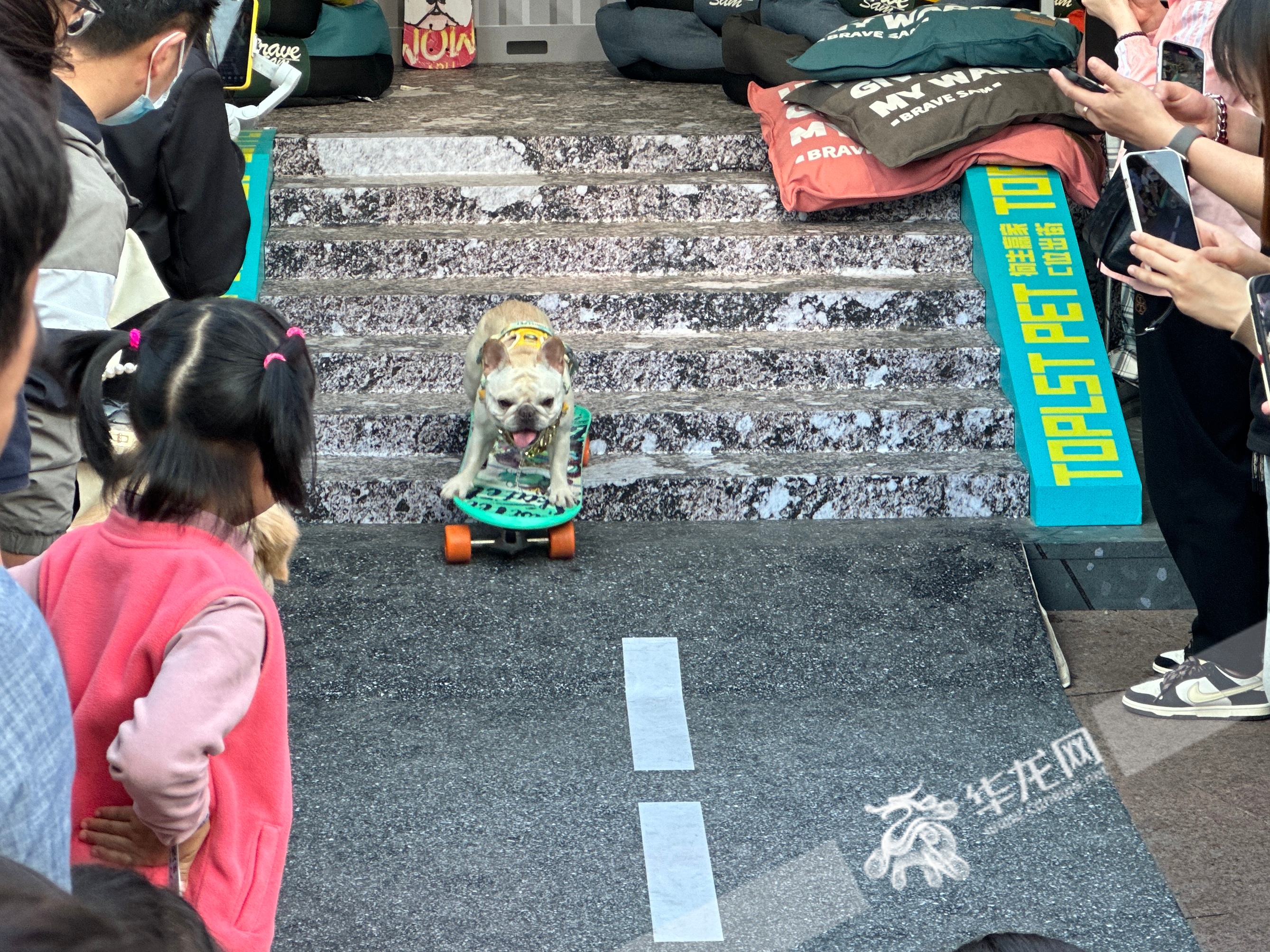 宠物街头滑板。华龙网-新重庆客户端记者 刘钊 摄