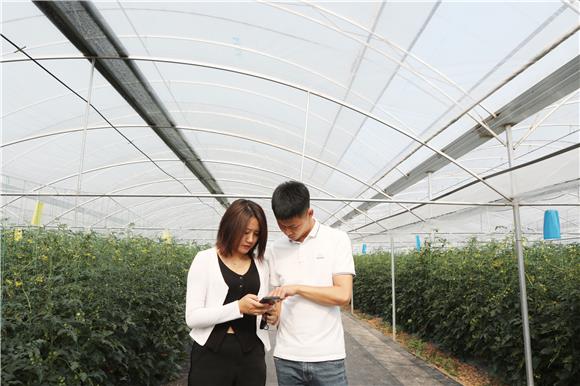 工作人员在大棚里用手机科学管理小番茄。通讯员 陈仕川 摄