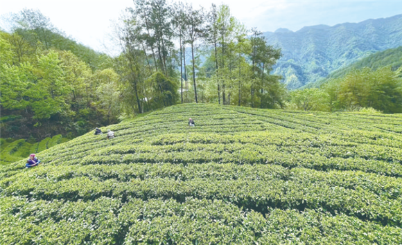 3龙驹镇龙溪茶叶产业园。记者 夏荣伟 摄