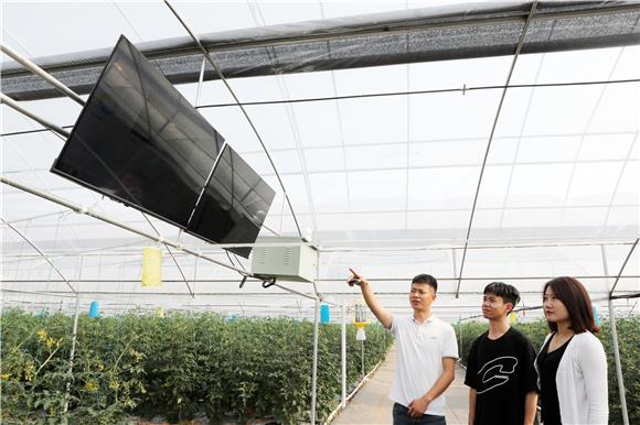 1工作人员在大棚里查看AI智慧农业平台上的土壤温暖。通讯员 陈仕川 摄