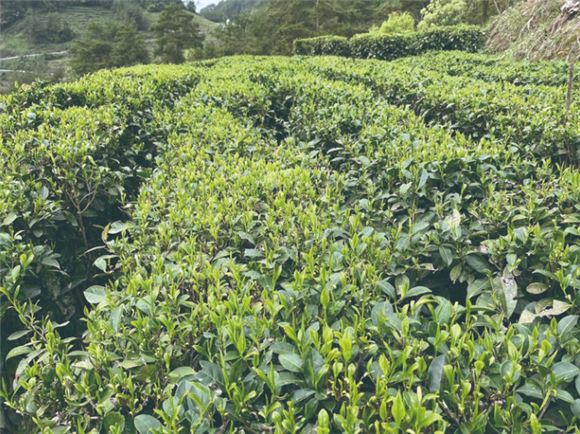 2茶芽长势喜人。记者 夏荣伟 摄