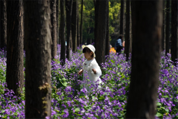 4月2日，在上海共青森林公园，小朋友行走在森林花海中。新华社记者 刘颖 摄