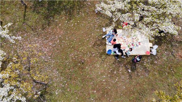 游客们在梨树下踏青赏花。通讯员 胡程 摄