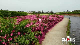 川渝好风光 | 江津：千米月季长廊迎来盛花期1