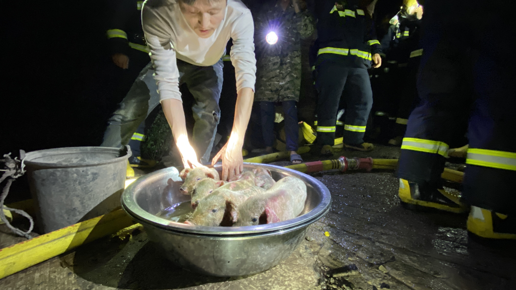 3农户的猪陆续获救。重庆渝北消防供图