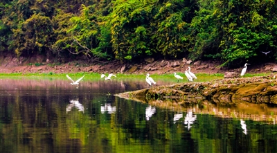 野鸭、白鹭等在湖边戏水栖息。记者 龚长浩 摄