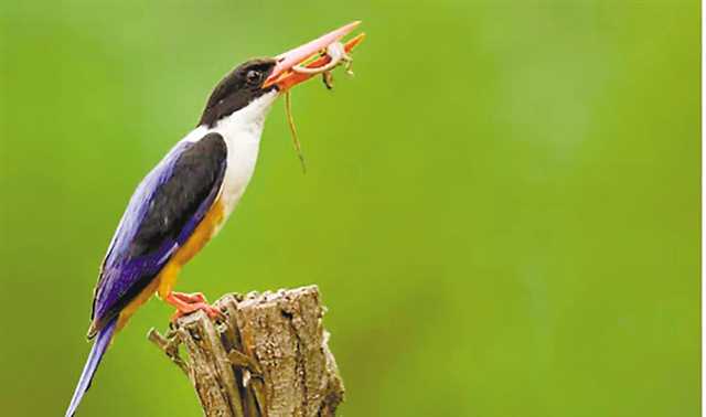 重庆市域内记录到野生鸟类500余种 包括中华秋沙鸭、青头潜鸭、白冠长尾雉等国家重点保护鸟类2