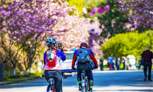 3骑行爱好者穿行在樱花大道。 特约通讯员 胡波 摄