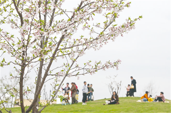 市民在樱花渡体育公园赏花游玩。记者 冉孟军 骆勇 摄