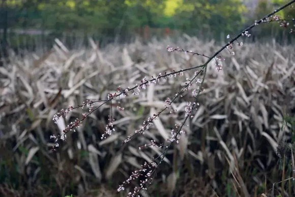 4陶成川《春》