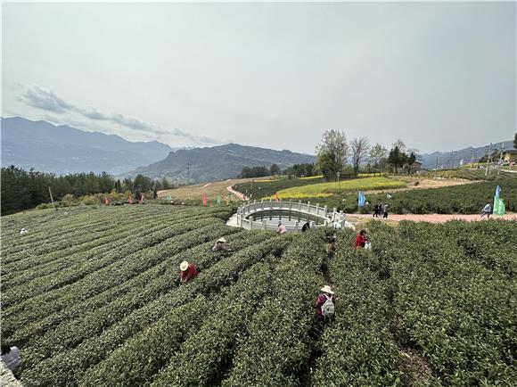 采茶工人正在基地里采茶。通讯员 黄翱  摄