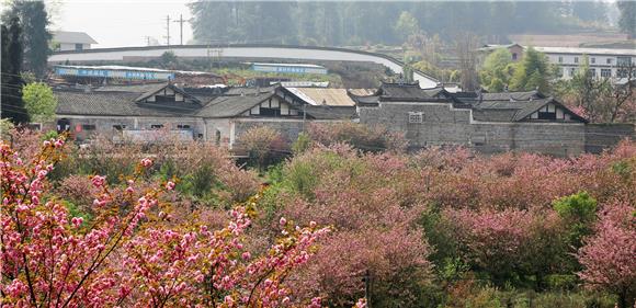 青羊镇的樱花陆续盛开。通讯员 黄河 摄