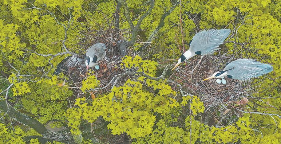 几只苍鹭正在衔枝筑巢、孵卵。特约通讯员 何毅 摄