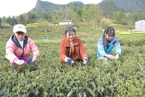 务工村民在采摘春茶。特约通讯员 隆太良 摄