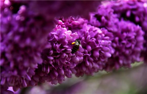 美丽紫荆花。通讯员 黄河 摄