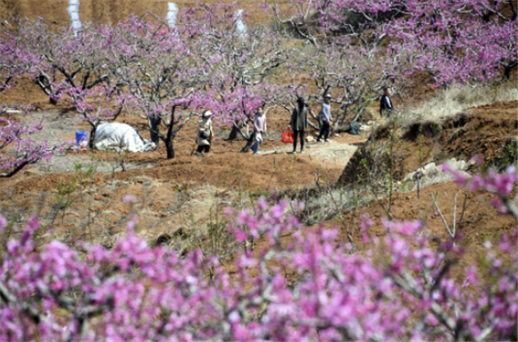 4月2日，游客在张山子镇万亩桃花峪观赏桃花。新华社记者 范长国 摄