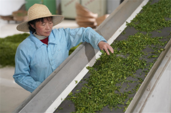 4月5日，陕西省汉中市南郑区青树镇一家茶企的工作人员在生产线上工作。新华社记者 邵瑞 摄