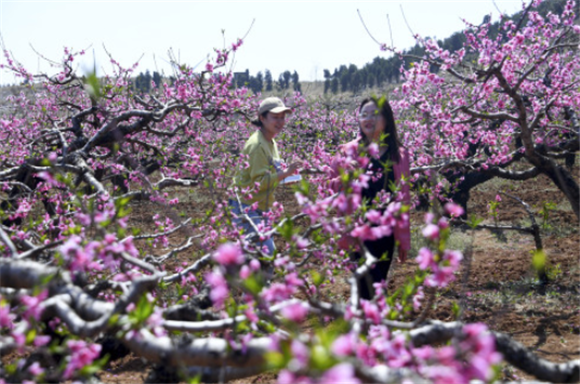 4月2日，游客在张山子镇万亩桃花峪观赏桃花。新华社记者 范长国 摄