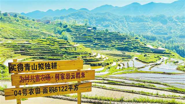 非农企业“跨界” 为农业注入新活力3