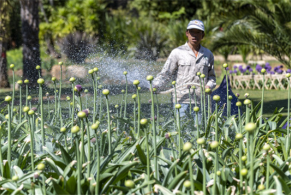 4月3日，一名工作人员在昆明植物园中乌全球葱园（昆明中心）为葱属植物浇水。新华社记者 陈欣波 摄