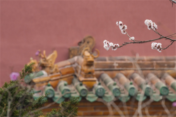 4月4日在沈阳故宫内拍摄的杏花。新华社记者 潘昱龙 摄