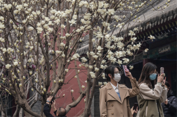 4月4日，游客在沈阳故宫赏花。新华社记者 潘昱龙 摄