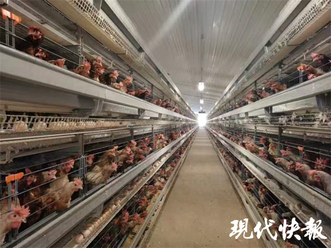 什么?湖南衡阳1100只鸡被吓死了……1
