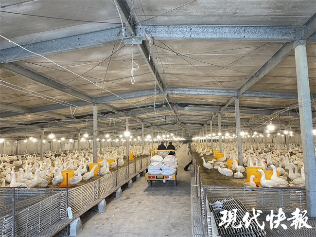 什么?湖南衡阳1100只鸡被吓死了……2