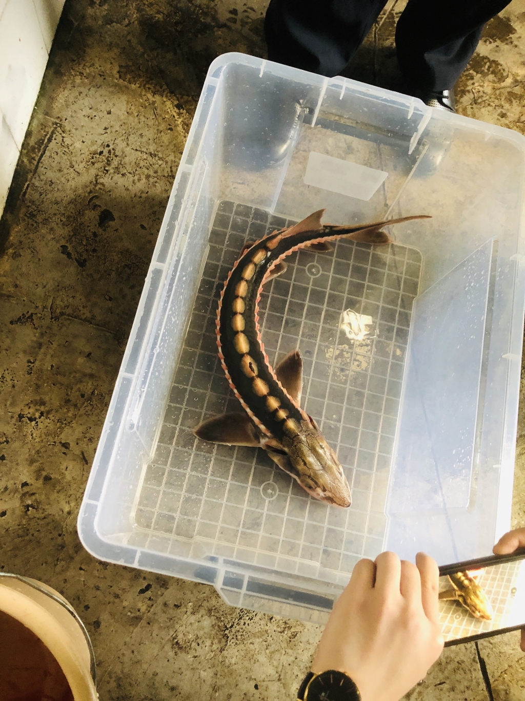 长江鲟回家了 重庆南岸警方破获一起危害珍贵濒危野生动物案