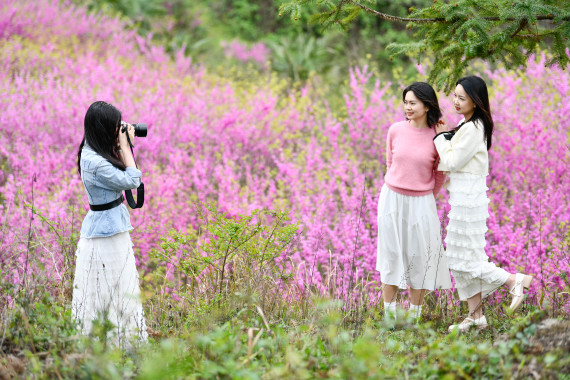 贵州岑巩：紫荆花开 春风拂面2