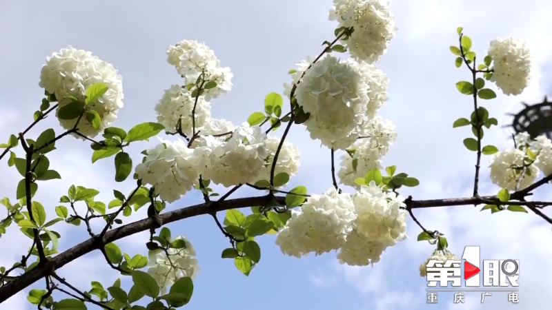 荣昌:绣球花满枝 美如白玉团5