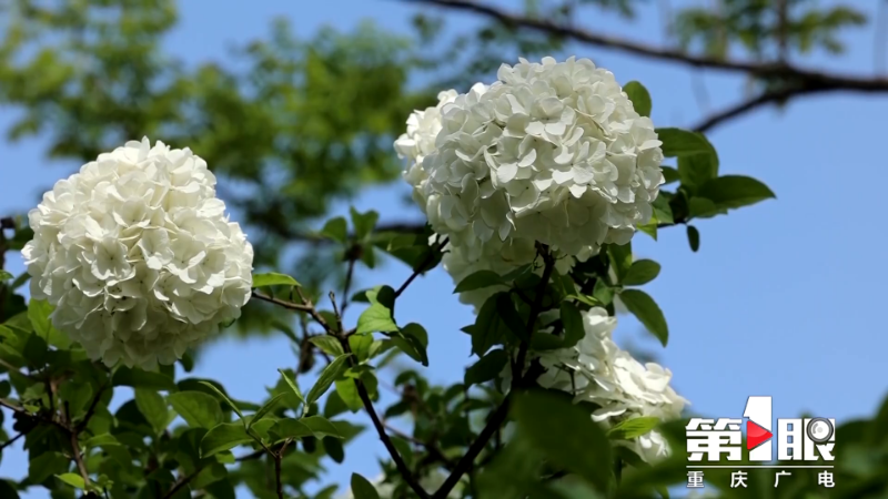 荣昌:绣球花满枝 美如白玉团3