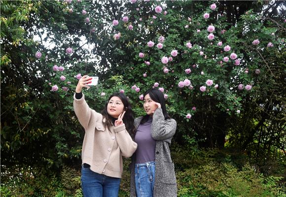 游客赏花拍照。通讯员 黄河 摄