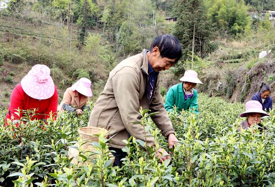 村民在自建的茶园里采摘鲜茶叶。特约通讯员 李诗素 摄