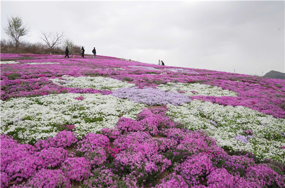 河北遷西芝櫻花爛漫