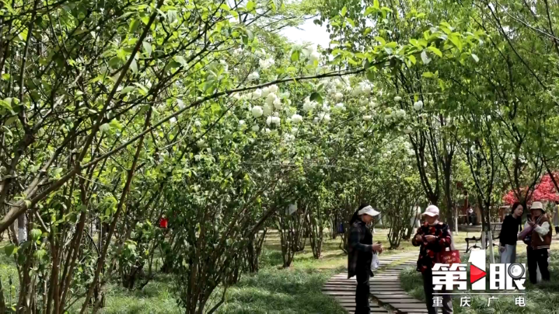 荣昌:绣球花满枝 美如白玉团4